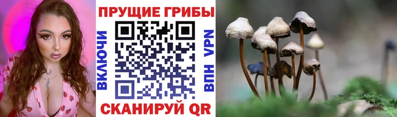 купить   Галич  Галлюциногенные грибы Cubensis 
